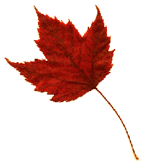 File Manager -> maple1.gif